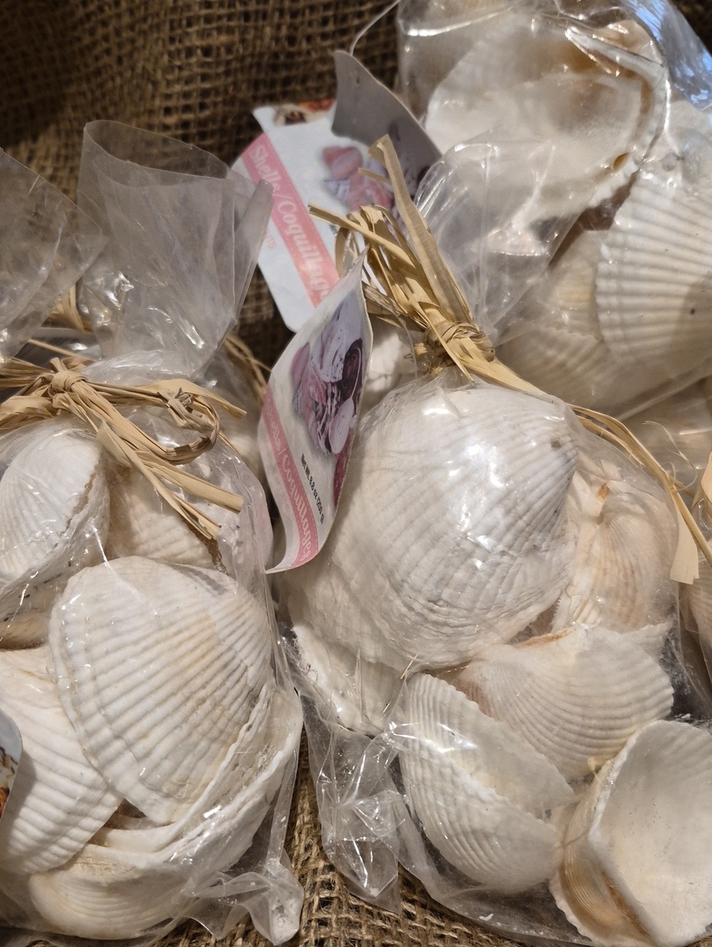 FREE Sea Shells (White Ribbed Ark Shells) - Picture 3 of 4